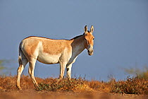 Indian wild ass (Equus hemionus khur) , Wild Ass Sanctuary, Little Rann of Kutch, Gujarat, India