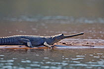 Gharial (Gavialis gangeticus), on river bank, Chambal river, Uttar Pradesh, India
