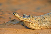 Gharial (Gavialis gangeticus), on the sand of the river, Chambal river, Uttar Pradesh, India