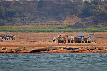 Gharial (Gavialis gangeticus) on river bank river, with people working in the background, Chambal river, Uttar Pradesh, India