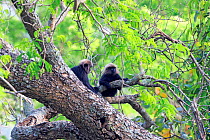 Nilgiri langurs (Trachypithecus johnii) in tree, Anaimalai Mountain Range (Nilgiri hills), Tamil Nadu, India