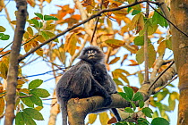 Phayre&#39;s leaf monkey (Trachypithecus phayrei) , Tripura state, India