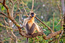 Capped langur (Trachypithecus pileatus), Trishna Wildlife Sanctuary, Tripura State, India