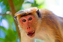 Toque macaque (Macaca sinica), adult male showing intimidation behaviour, Northwest Coast of Sri Lanka.
