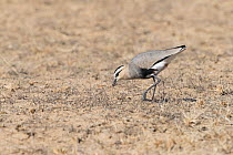 Sociable lapwing (Vanellus gregarius), Bikaner, Rajasthan, India