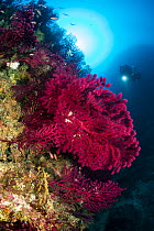 Rebreather diver and Red sea fan, (Paramuricea clavata), on Gnjilina dive site. Vis Island, Croatia, Adriatic Sea, Mediterranean