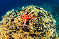 Sea star, (Hacelia attenuata) being eaten by a Bearded fireworm, (Hermodice carunculata), Vis Island, Croatia, Adriatic Sea, Mediterranean