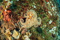Octopus, (Octopus vulgaris), attacked by Bearded fireworm, (Hermodice carunculata), top of the wall of Bisevo, Vis Island, Croatia, Adriatic Sea, Mediterranean