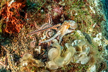 Octopus, (Octopus vulgaris), fighting with Bearded fireworm, (Hermodice carunculata) who want to eat it, top of the wall of Bisevo, Vis Island, Croatia, Adriatic Sea, Mediterranean