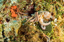 Octopus, (Octopus vulgaris), fighting with Bearded fireworm, (Hermodice carunculata) who want to eat it, top of the wall of Bisevo, Vis Island, Croatia, Adriatic Sea, Mediterranean