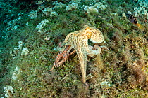 Octopus, (Octopus vulgaris), fighting with Bearded fireworm, (Hermodice carunculata) who want to eat a small octopus, top of the wall of Bisevo, Vis Island, Croatia, Adriatic Sea, Mediterranean