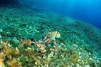 Octopus, (Octopus vulgaris) carrying away a small octopus attacked by Bearded fireworm, (Hermodice carunculata) which wants to eat it, top of the wall of Bisevo, Vis Island, Croatia, Adriatic Sea, Med...