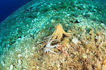 Octopus, (Octopus vulgaris), seeking help from a bigger octopus after being attacked by Bearded fireworm, (Hermodice carunculata) who want to eat it, top of the wall of Bisevo, Vis Island, Croatia, Ad...