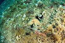 Octopus, (Octopus vulgaris) seeking help from a bigger octopus after being attacked by a Bearded fireworm, (Hermodice carunculata) top of the wall of Bisevo, Vis Island, Croatia, Adriatic Sea, Mediter...