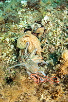 Octopus, (Octopus vulgaris) seeking help from a bigger octopus after being attacked by a Bearded fireworm (Hermodice carunculata) top of the wall of Bisevo, Vis Island, Croatia, Adriatic Sea, Mediterr...