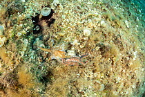 Octopus, (Octopus vulgaris) fighting with Bearded fireworm, (Hermodice carunculata) that wants to eat it, top of the wall of Bisevo, Vis Island, Croatia, Adriatic Sea, Mediterranean