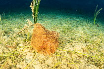 Actinia (Alicia mirabilis), in shallow water in front Komiza beach dive site, Vis Island, Croatia, Adriatic Sea, Mediterranean