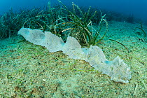 Eggs of Giant tun (Tonna galea) a marine gastropod mollusc that is one of the biggest sea snails in the Mediterranean, Vis Island, Croatia, Adriatic Sea, Mediterranean