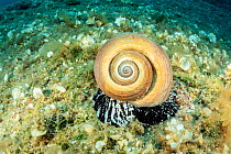 Giant tun (Tonna galea) a species of marine gastropod mollusc that is one of the biggest sea snails in the Mediterranean, photographed off Vis Island, Croatia, Adriatic Sea