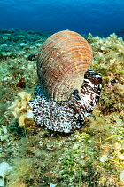 Giant tun (Tonna galea) a species of marine gastropod mollusc that is one of the biggest sea snails in the Mediterranean, photographed off Vis Island, Croatia, Adriatic Sea,