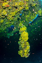 Propeller blade covered with yellow sponges, (Aplysina cavernicola) on wreck Vassilios T, Vis Island, Croatia, Adriatic Sea, Mediterranean