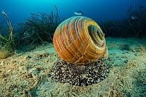 Giant tun (Tonna galea) a species of marine gastropod mollusc that is one of the biggest sea snails in the Mediterranean, photographed off Vis Island, Croatia, Adriatic Sea,