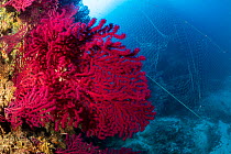 Fishing net caught on a Red sea fan, (Paramuricea clavata), Vis Island, Croatia, Adriatic Sea, Mediterranean