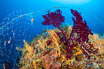 Fishing net caught on a Red sea fan, (Paramuricea clavata) und Yellow gorgonian, (Eunicella cavolini),  Vis Island, Croatia, Adriatic Sea, Mediterranean