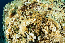 Spiny starfish, (Marthasterias glacialis), Vis Island, Croatia, Adriatic Sea, Mediterranean