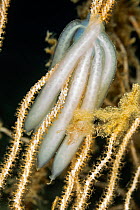 Common squid eggs (Loligo vulgaris) attached to a sea fan, Vis Island, Croatia, Adriatic Sea, Mediterranean