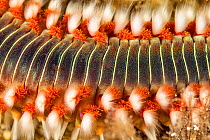 Detail of Bearded fireworm, (Hermodice carunculata), Vis Island, Croatia, Adriatic Sea, Mediterranean