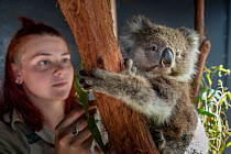 Toby, a baby female Koala (Phascolarctos cinereus) rescued from Gelantipy, East Gippsland, following the bushfires and now in care at Zoos Victoria Helasville Sanctuary, looked after by zoo keeper Cou...