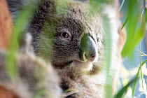Toby, a baby female Koala (Phascolarctos cinereus) rescued from Gelantipy, East Gippsland, following the 2019 / 2020 bushfires, in care at Zoos Victoria Healsville Sanctuary. Victoria, Australia. Febr...
