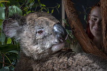 Roger, a male koala (Phascolarctos cinereus), in care at Zoos Victoria Healsville Sanctuary. He was one of the burnt koalas rescued and transported to Melbourne for further care after the 2019/20 bush...