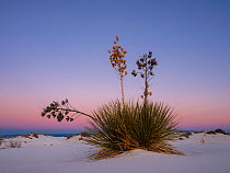 Soaptree yucca (Yucca elata) with seedhead in white gypsum sand dunes, White Sands National Monument, New Mexico, USA. December.