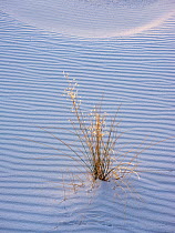 Indian rice grass (Achnatherum hymenoides) in ripples of white gypsum sand dune. White Sands National Monument, White Sands National Monument, New Mexico. December.