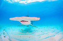 Broad head of a Great hammerhead shark (Sphyrna mokarran) swimming over a sandy seabed, Bimini, Bahamas.