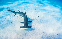 Great hammerhead shark (Sphyrna mokarran) swimming over a sandy seabed, Bimini, Bahamas.