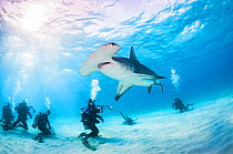 Scuba divers interact with a Great hammerhead shark (Sphyrna mokarran) in Bimini, Bahamas.