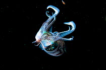 Caribbean reef squid (Sepioteuthis sepioidea) at night in The Bahamas.
