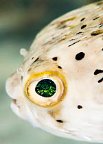 Burrfish (Chilomycterus schoepfi) close up of eye. The Bahamas.