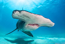 Face portrait of a Great hammerhead shark (Sphyrna mokarran) off Bimini, Bahamas.