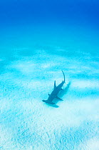 Great hammerhead shark (Sphyrna mokarran) swimming over sand seabed, The Bahamas.