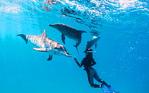 Woman snorkels with Atlantic spotted dolphins (Stenella frontalis) off Bimini, Bahamas.