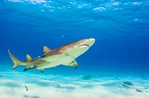 Lemon shark (Negaprion brevirostris) swimming over a sandy seabed off Grand Bahama Island, Bahamas.