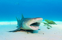 Lemon shark (Negaprion brevirostris) laying on the seabed with mouth open to be cleaned by wrasse. Grand Bahama Island, Bahamas.