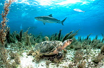 Hawksbill sea turtle (Eretmochelys imbricata) hiding in the sargassum seaweed as a tiger shark (Galeocerdo cuvier) swims past. Image made off Grand Bahama Island, Bahamas.