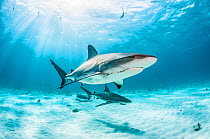 Two Caribbean reef shark (Carcharhinus perezi) one with a fishing hook and line and one with a broken jaw from catch and release shark fishing.  The Bahamas.