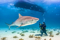 Tiger shark (Galeocerdo cuvier) under boat with scuba diver in shallow waters off Grand Bahama Island, Bahamas.