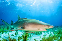 Lemon shark (Negaprion brevirostris) swimming over sargassum seabed off Grand Bahama Island, Bahamas.